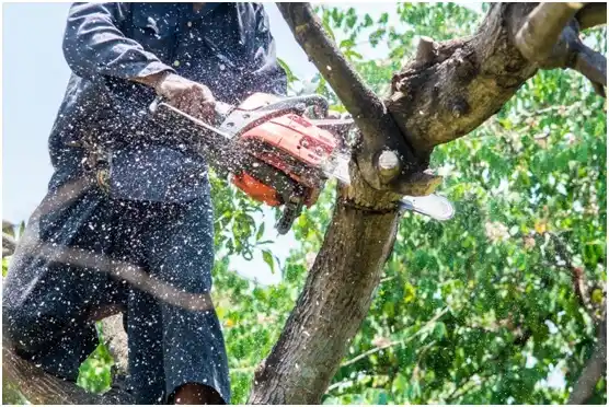 tree services Teays Valley